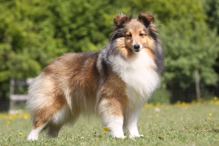 Shetland SheepDog Puppies near me