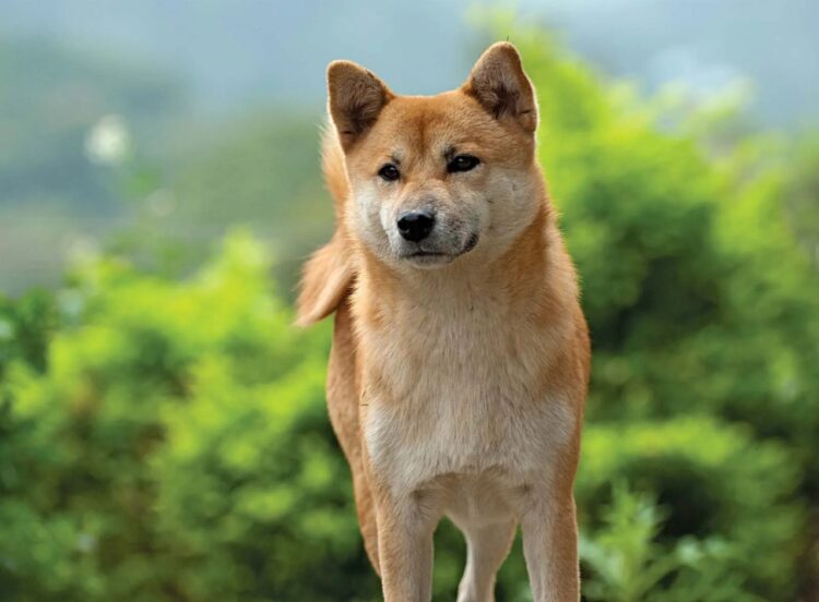 Shiba Inu Puppies for sale near me in Delhi