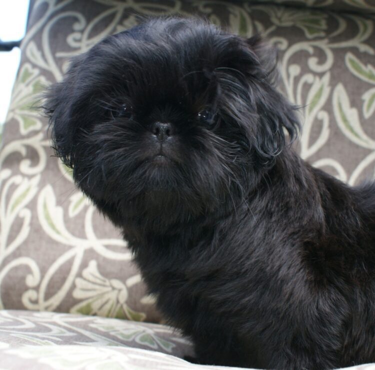 Black Shih Tzu Puppies For Sale