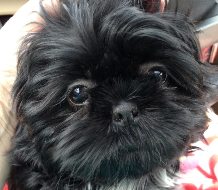 Black Shih Tzu Puppies sale in india