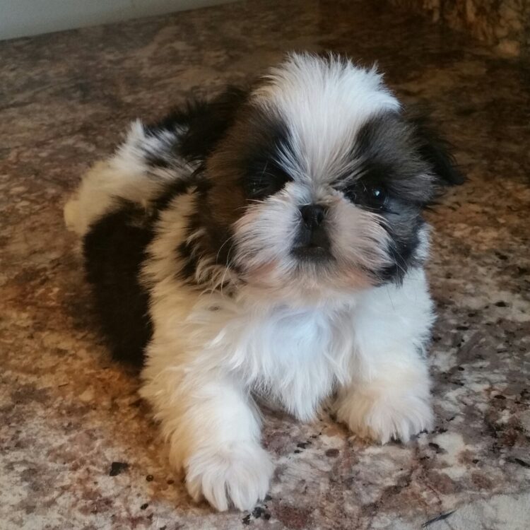 Buy Shih Tzu Tri Colour Puppies near me