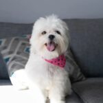 Shih Tzu White for sale near me