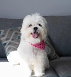 Shih Tzu White for sale near me