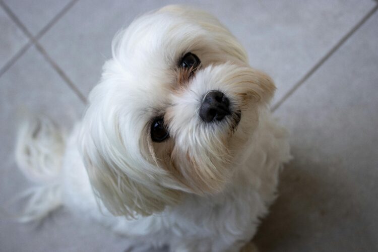 Cute White Shih Tzu for sale near me