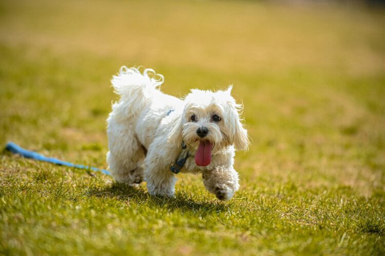 Buy cute White Shih Tzu- vaccinated in delhi