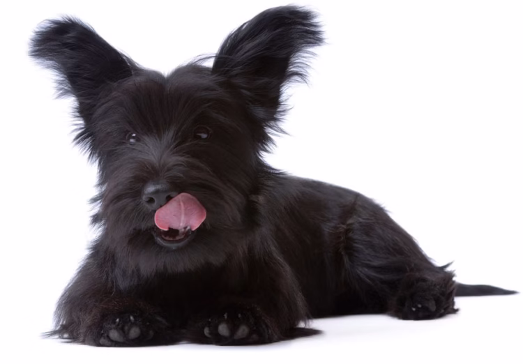 Skye Terrier Puppies For Sale