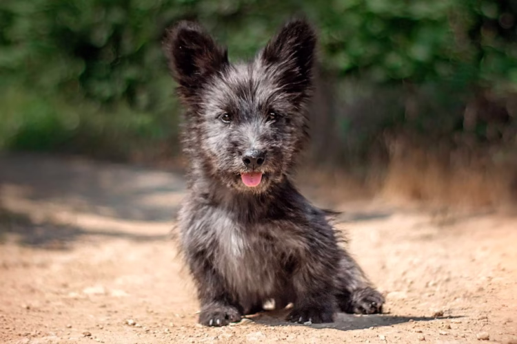 Skye Terrier Puppies For Sale