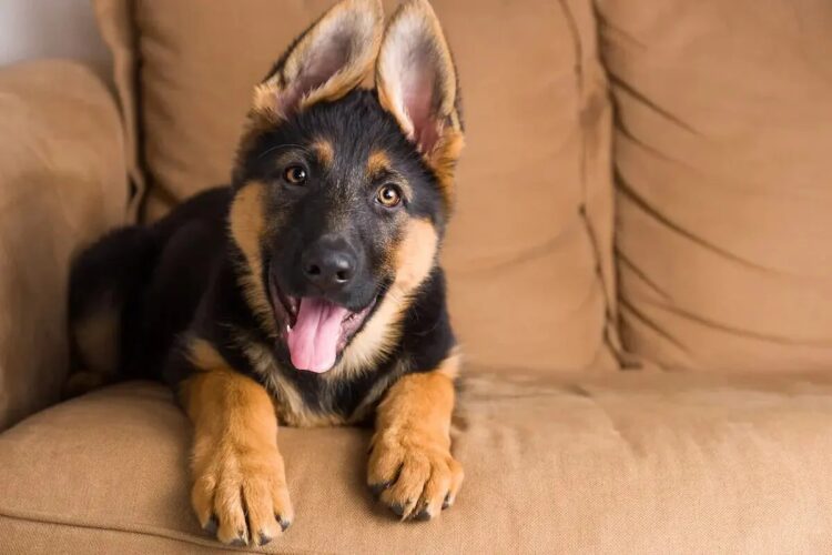 German Shepherd puppies for sale- registered and vaccinated