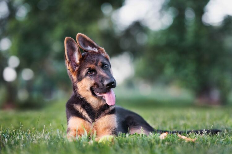 German Shepherd (smooth coat) puppies for sale near me- vaccinated