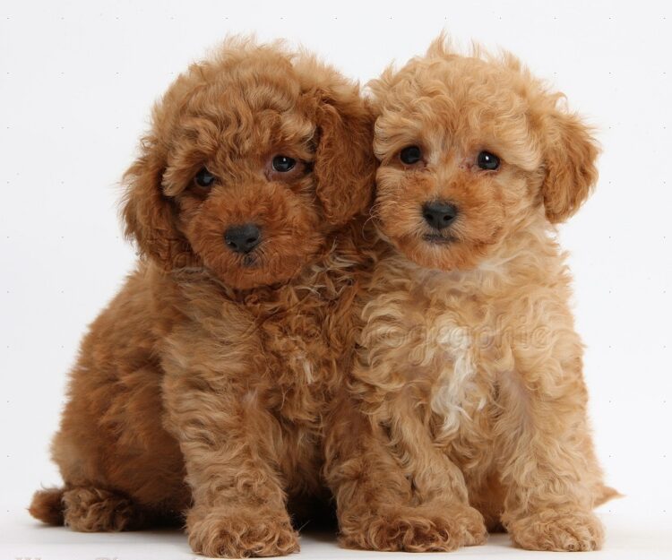 Standard Poodle Puppies near me