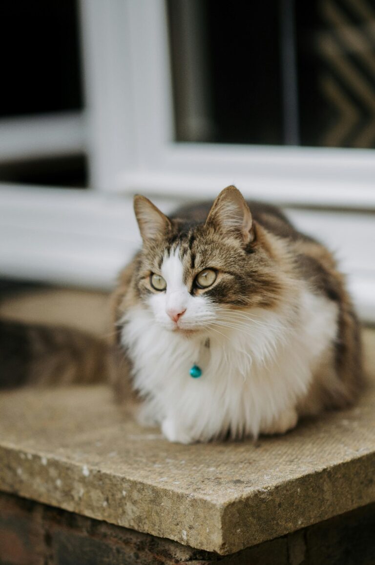 Buy Siberian cats in Delhi, India