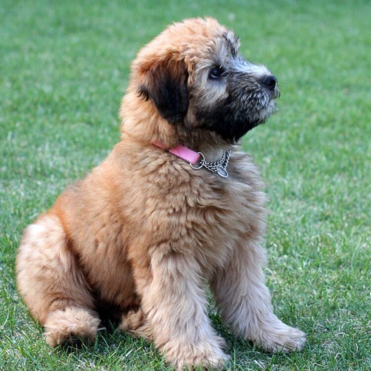 Soft Coated Wheaten Terrier Puppies For Sale