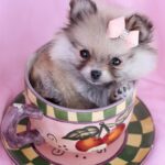 Teacup Pomeranian sitting peacefully in Teacup