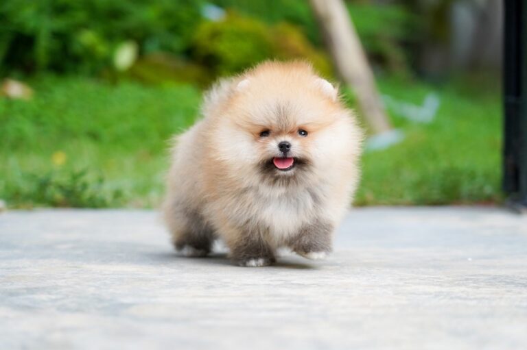 Toy pomeranian dog price in India
