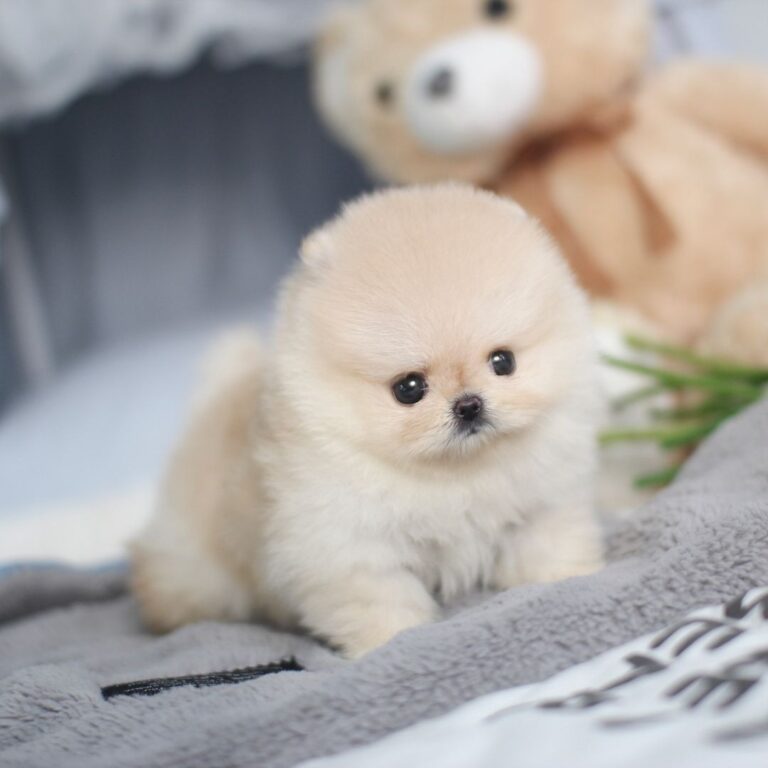 Toy pomeranian price in India