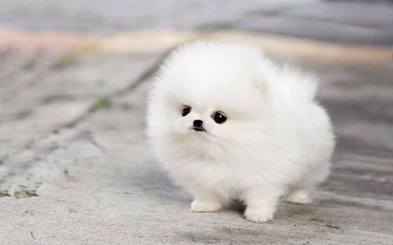 toy pomeranian Female price in India