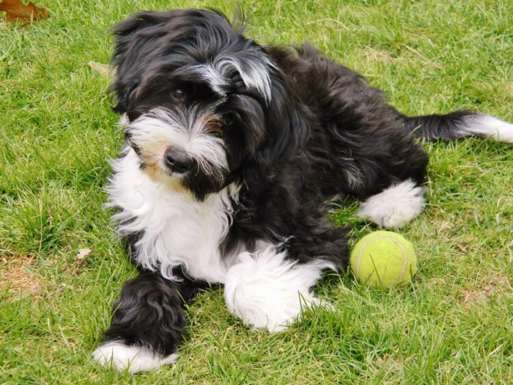 Tibetan Terrier Puppies For Sale