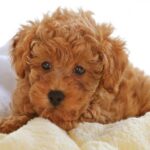 Toy Poodle Puppies For Sale