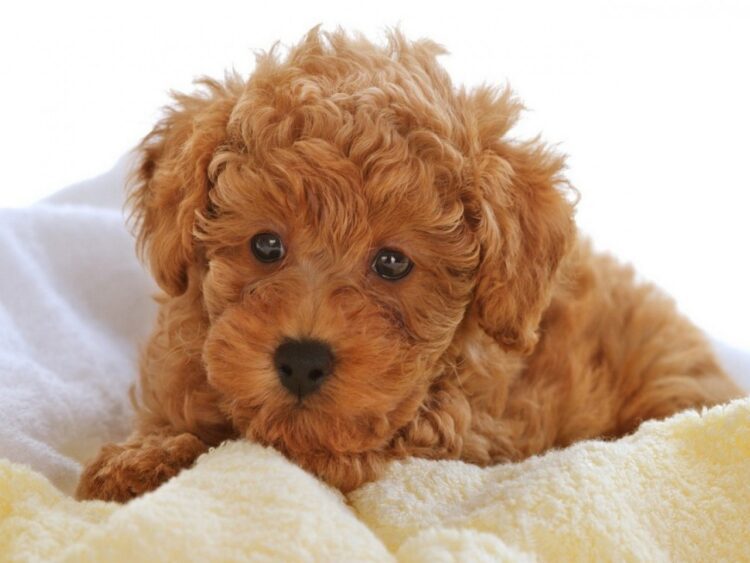 Toy Poodle Puppies For Sale