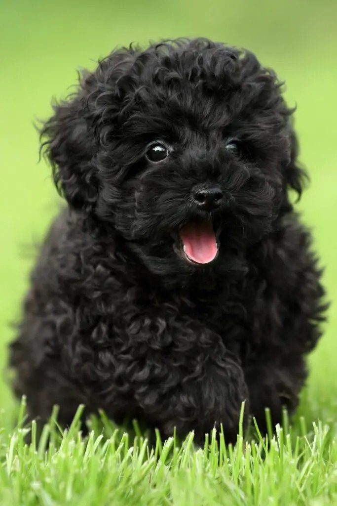 Toy Poodle Puppies For Sale