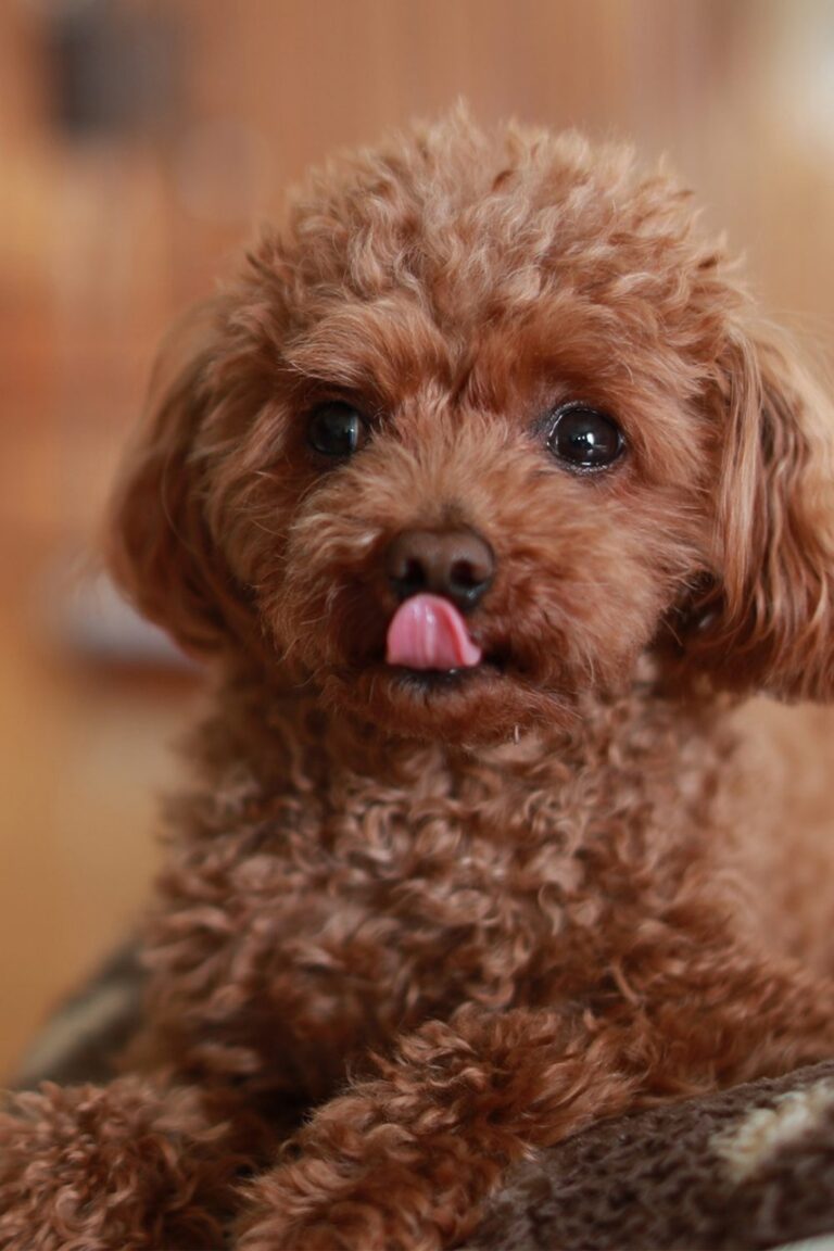 Toy Poodle Puppies in india