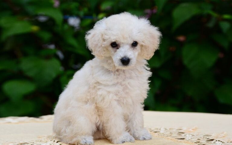 Toy Poodle Puppies For Sale