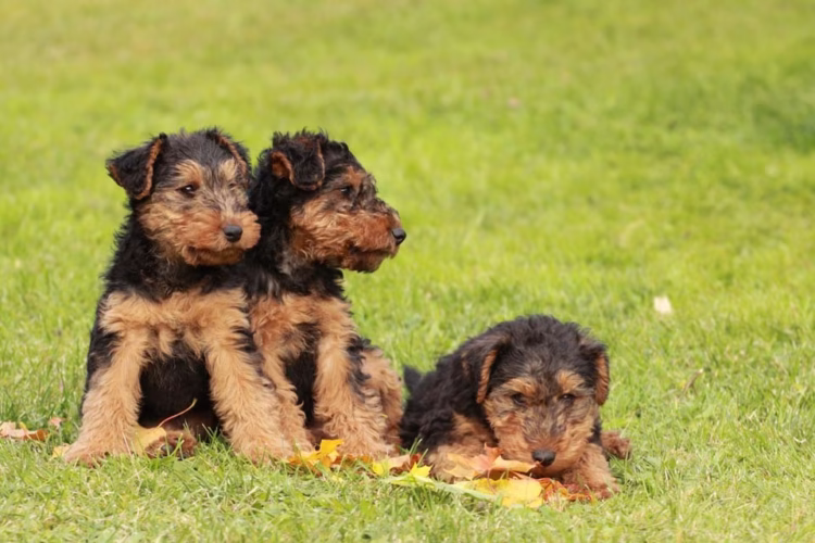 Welsh Terrier Puppies For Sale