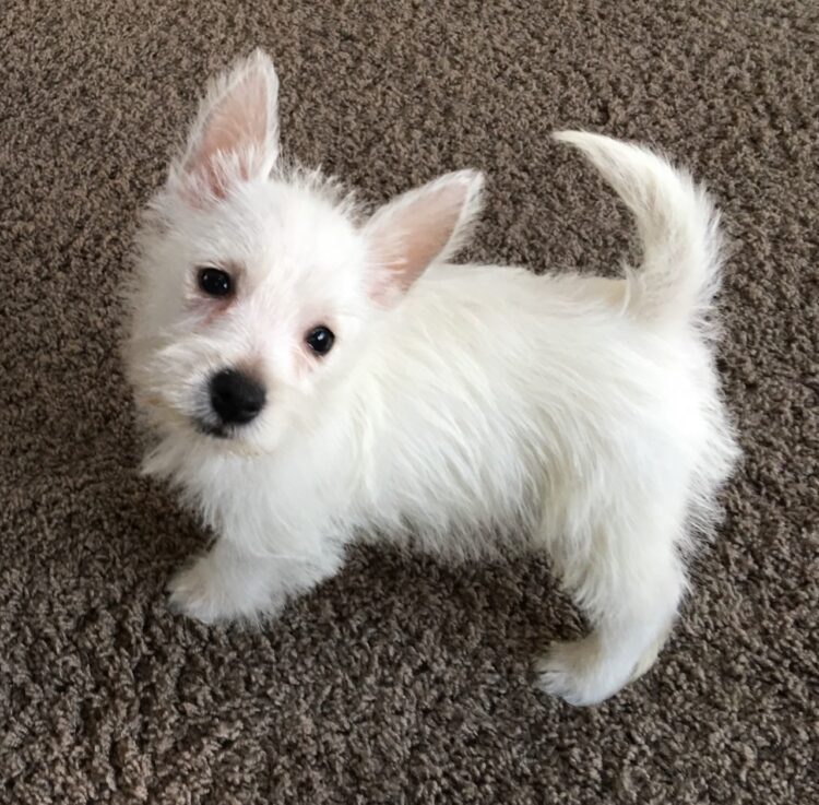 Buy West Highland White Terrier In Delhi, India