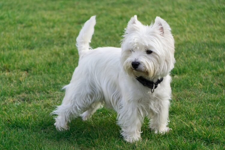 Buy West Highland White Terrier near me in India
