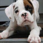 White boxer Puppies For Sale