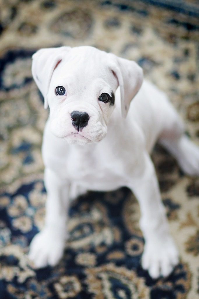 White boxer Puppies online