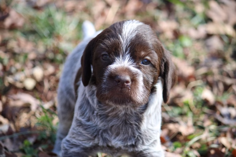 Wirehaired Pointing Griffon in delhi