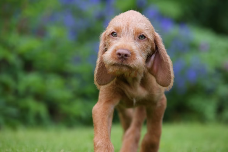 Wirehaired Vizsla Puppies in india
