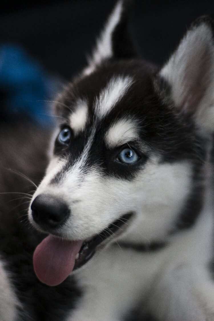 Blue eyes Wooly Siberian Husky for sale in ndia