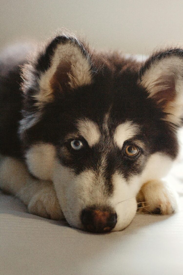 Buy registered Wooly Siberian Husky Puppies with Rare Odd Eyes near me