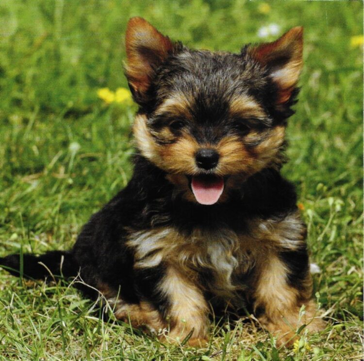 Buy Yorkshire Terrier in delhi, India
