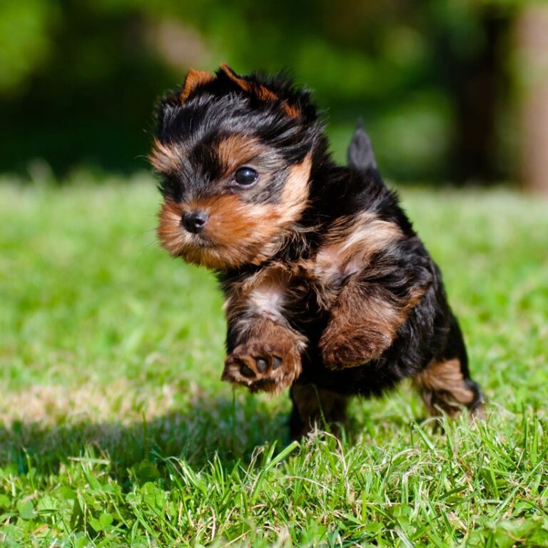 Buy Yorkshire Terrier Puppies near me in India
