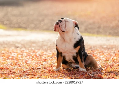 Bulldog Dual Colour Puppies for sale near me- vaccinated