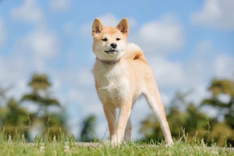 Canaan Dog Puppies For Sale