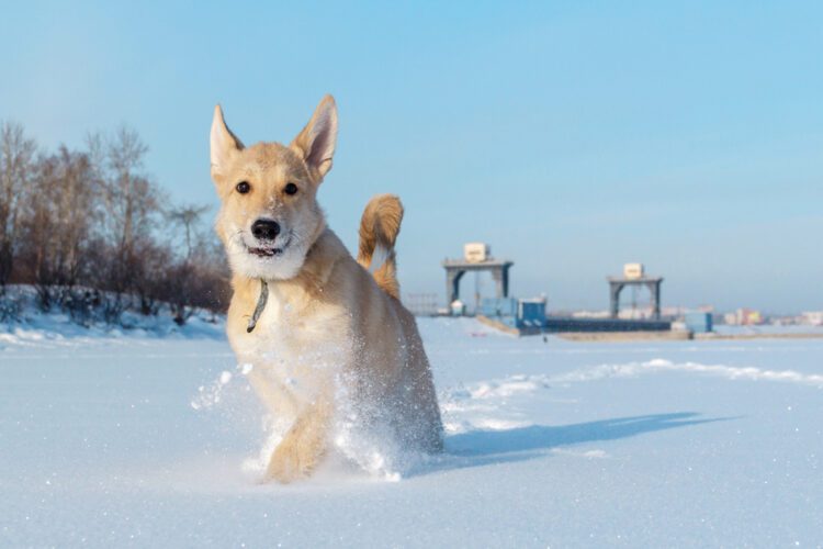 Canaan Dog Puppies For Sale