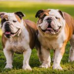 Bulldog Dual Colour Puppies For Sale In India