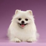 Cultural Pomeranian Puppies For Sale