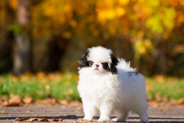 Japanese Chin Puppies For Sale