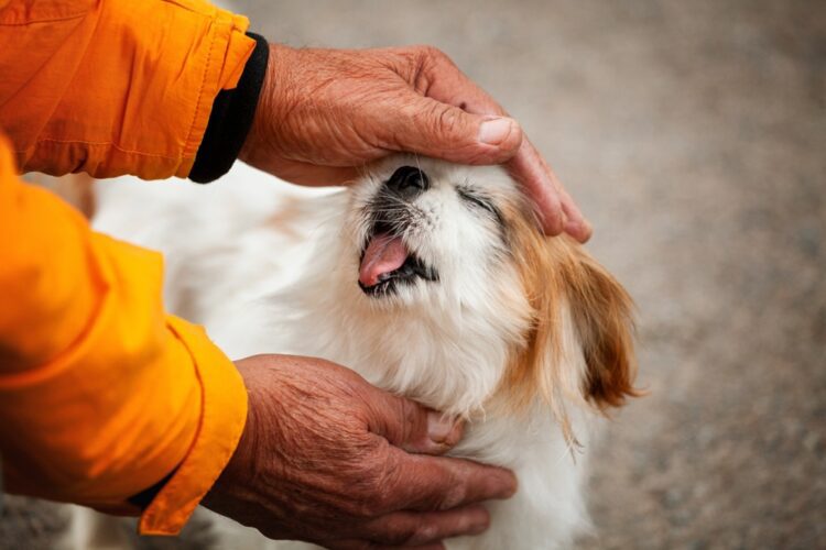Japanese Chin Puppies For Sale