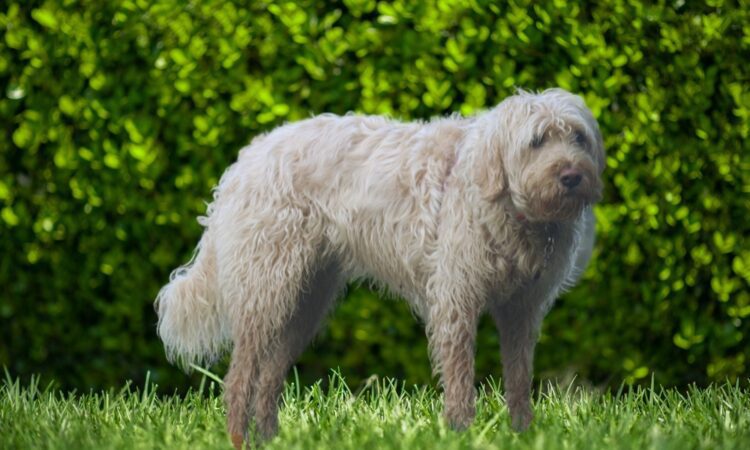 Otterhound Puppies For Sale