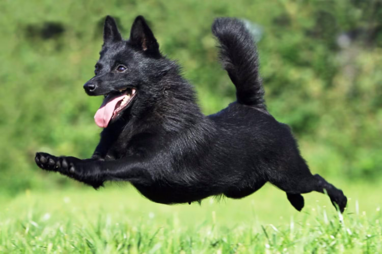 Schipperke Puppies For Sale