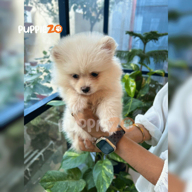 light brown Toy Pom Puppies – Adorable, Small Breed & Certified Toy Pomeranians