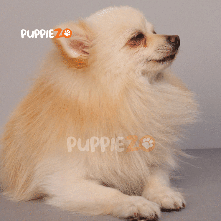 Toy Pom Puppies for sale in India At Best Prices for the happy house
