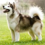 Elegant Alaskan Malamute for sale near me