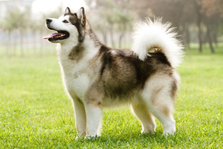 Elegant Alaskan Malamute for sale near me